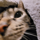 shadenotshady avatar