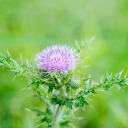 shadeoftheblessedthistle avatar