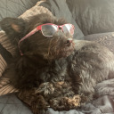 shades-dog avatar