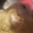 shades-of-tedium avatar