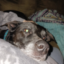 shadesspecialmagic avatar