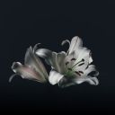 shadow--hunter avatar