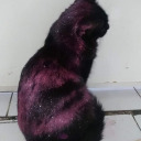 shadow-bouquet avatar