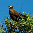 shadow-falcon avatar