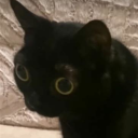 shadow-in-your-head avatar