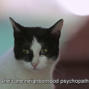 shadow-pvppets avatar