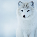 shadow-wolfgirl avatar