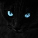 shadowblackcatblues avatar