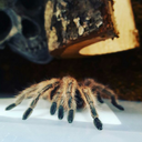 shadowcmorris avatar