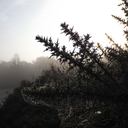 shadowedplaces avatar