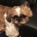 shadowedsoul7 avatar