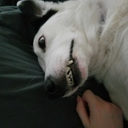 shadowfang126 avatar