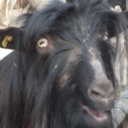 shadowfaxgeraet-245 avatar