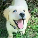 shadowgirl2000 avatar