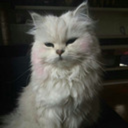 shadowhuntersinblack avatar