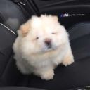 shadowqueenrose avatar