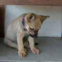 shadows-collide avatar