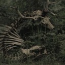 shadowsandfaefever avatar