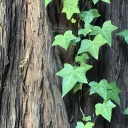 shadowsandstardust avatar