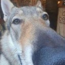 shadowstrike707 avatar