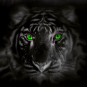 shadowtigress2 avatar