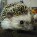 shadowy-moons avatar