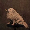 shadowykingdog avatar