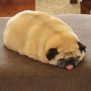 shadowynerdsalad avatar