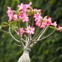 shadowypainterdreamer avatar