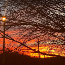 shadyapplecirecollector avatar