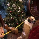 shadybarbarianqueen avatar