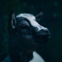 shadycheesesandwich avatar