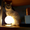 shadylightlight avatar