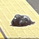 shadyobjectpainter avatar