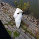 shadypizzaqueen avatar