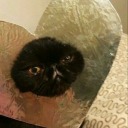 shadyscissorsfarmhands avatar