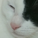 shadysilhouettes avatar