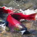 shaeoverrated avatar