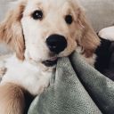 shaggylittletroll avatar