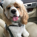 shahramvaziri avatar