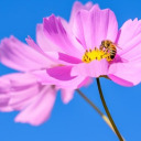 shaimaalqarni avatar