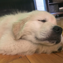 shake-me-like-a-m0nkey avatar