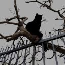 shakespearean-simp avatar