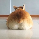 shakethatcorgibutt avatar