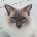 shallow-dreams avatar