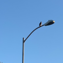 shameless-idiot avatar