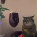 shamelesscherryblossomninja avatar