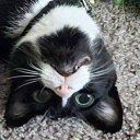 shamelesscooper avatar