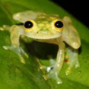 shamelessfrog avatar