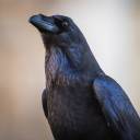 shamelessnightmusic avatar